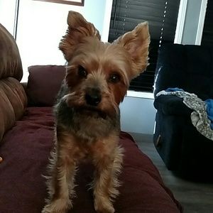 Meet your Posher, Scottie